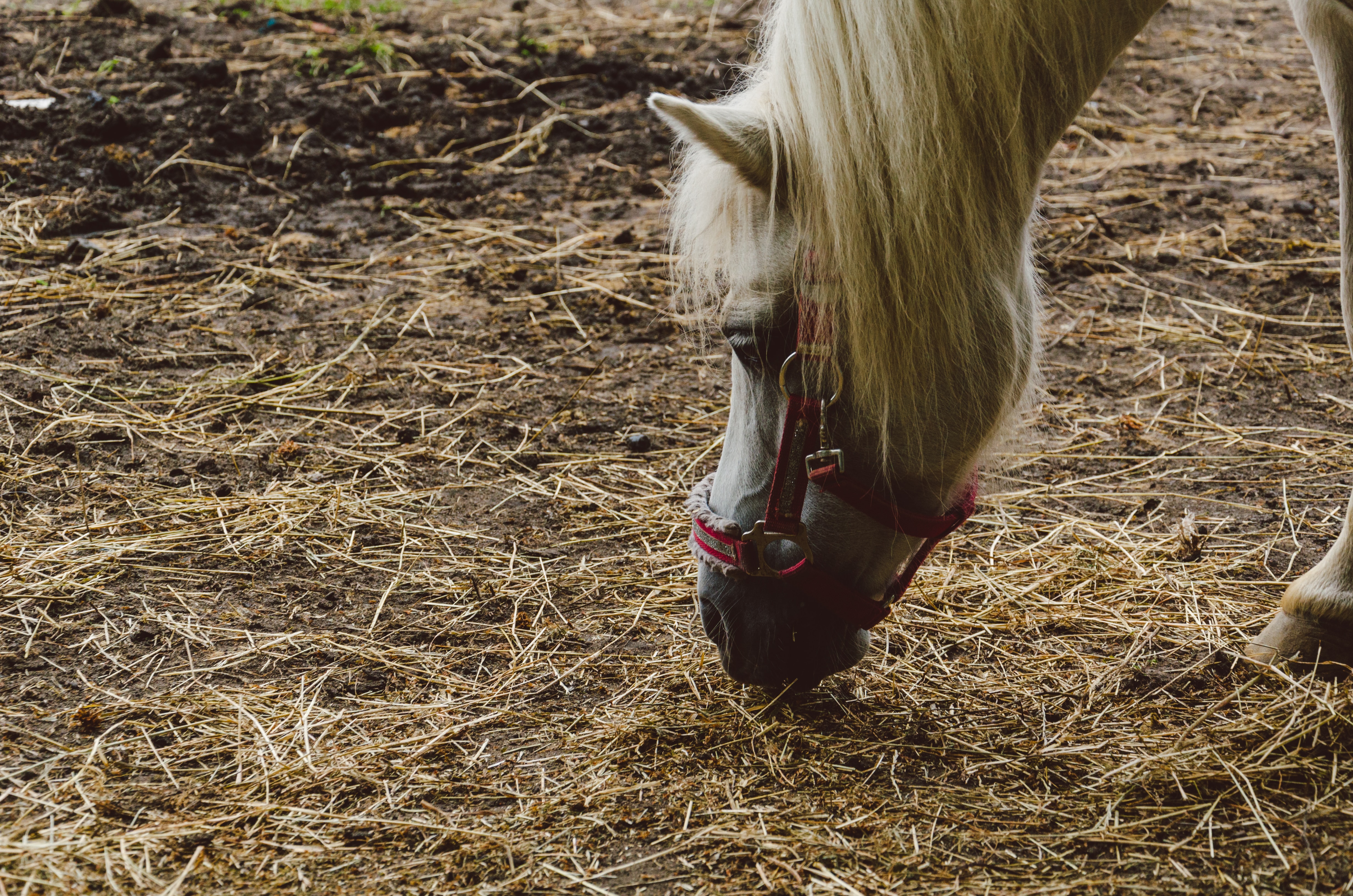 tendance génétique cheval